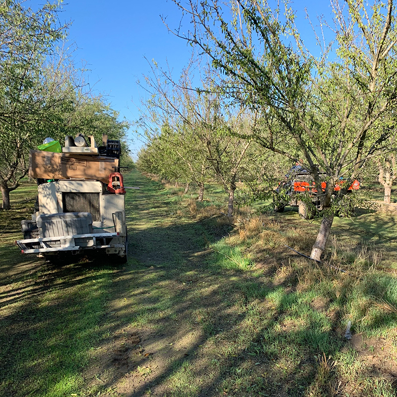 Almond farming