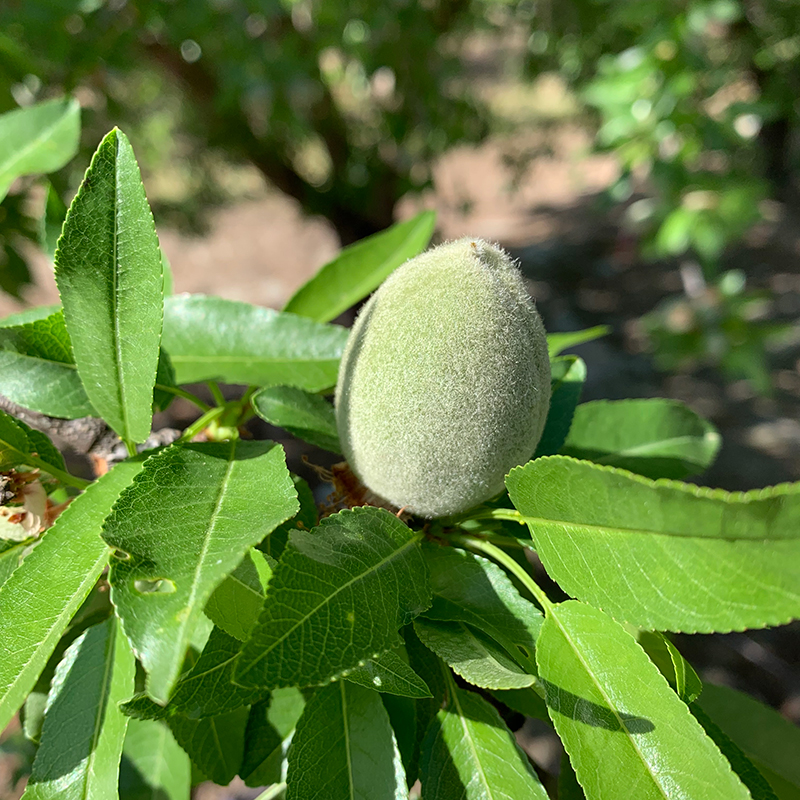 Almond tree up close