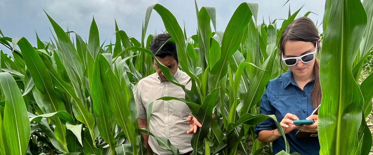 Researchers in farm field