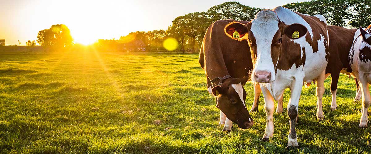 Cows in a field