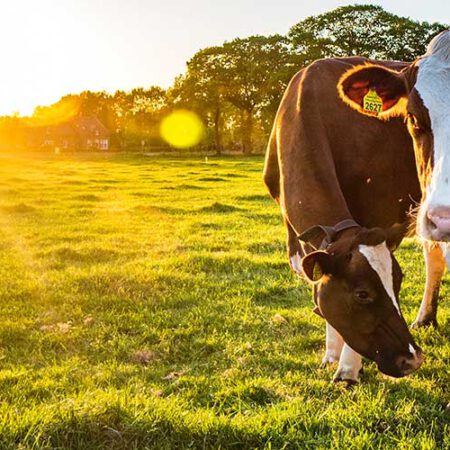 Cows in a field