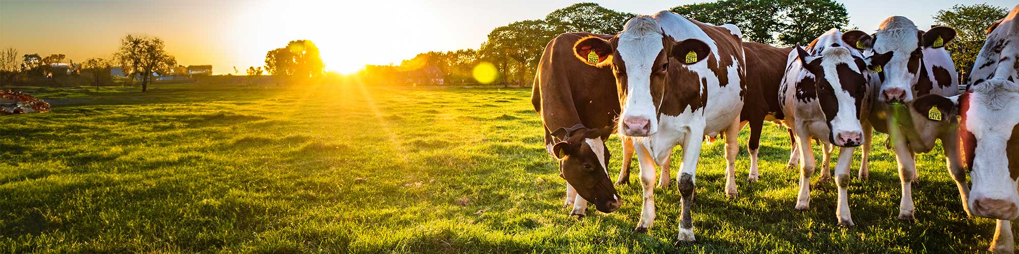 Cows in a field