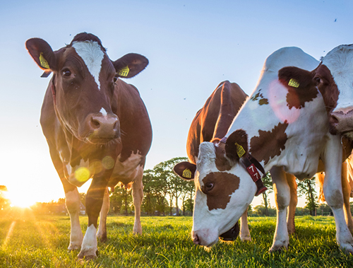 Dairy cows